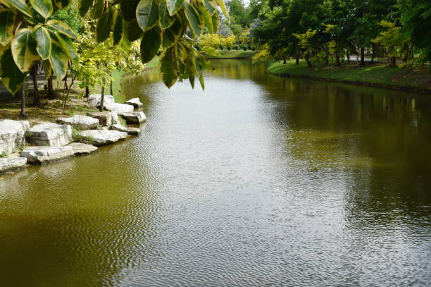 istock lake and tree in the park 1165533468
