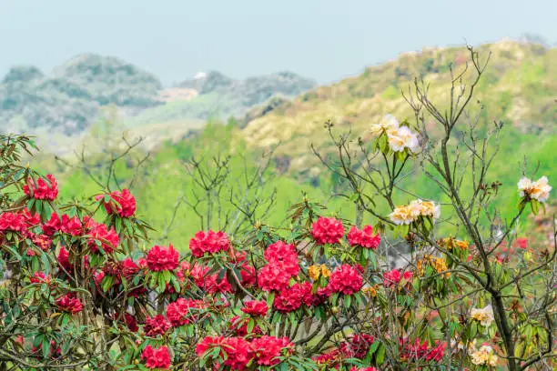 Landscape of The Bijie Baili Rhododendron Scenic Area in Guizhou, China