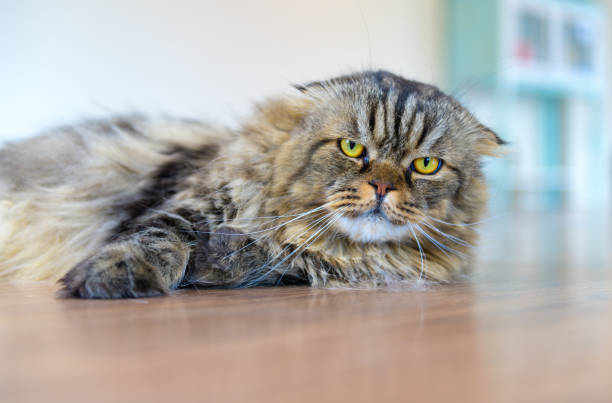 istock Cute brown scottish fold cat lying on the floor 1165533611