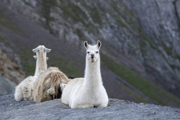 A Herd Of Llamas On The Famous Tour De France Site Stock Photo - Download  Image Now - iStock