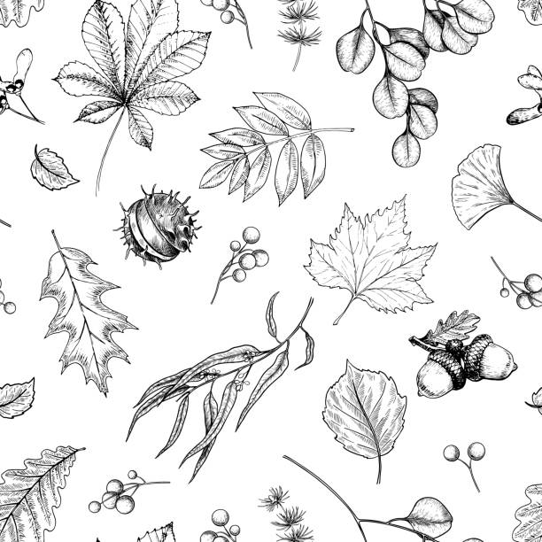 ilustrações de stock, clip art, desenhos animados e ícones de hand drawn autumn leaf. vector seamless pattern of tree leaves. fall forest folliage. maple, oak, chestnut, birch, acorn, ginkgo biloba, eucalyptus, willow, guelder rose, pine. autumn in woods. - oak leaf oak tree acorn season