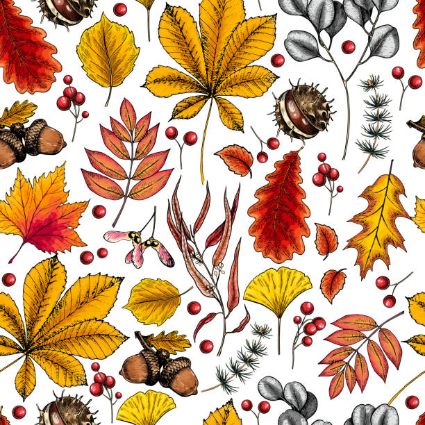 ilustrações de stock, clip art, desenhos animados e ícones de hand drawn autumn leaf. vector seamless pattern of tree leaves. fall forest folliage. maple, oak, chestnut, birch, acorn, ginkgo biloba, eucalyptus, willow, guelder rose, pine. autumn in woods. - oak leaf oak tree acorn season