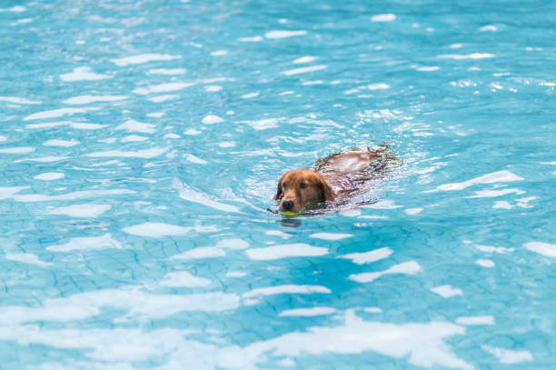 istock Golden Retriever swimming in the pool 1165536437