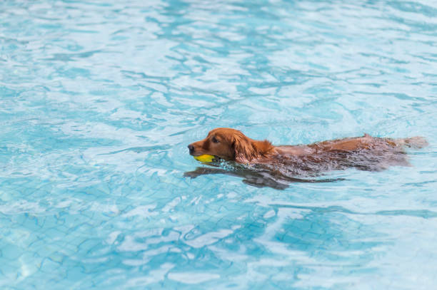 istock Golden Retriever swimming in the pool 1165536442