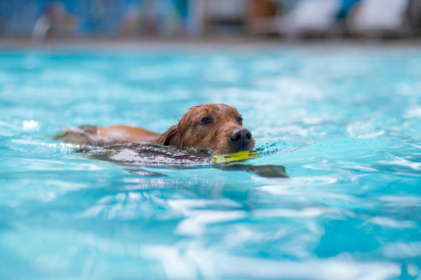 istock Golden Retriever swimming in the pool 1165536445