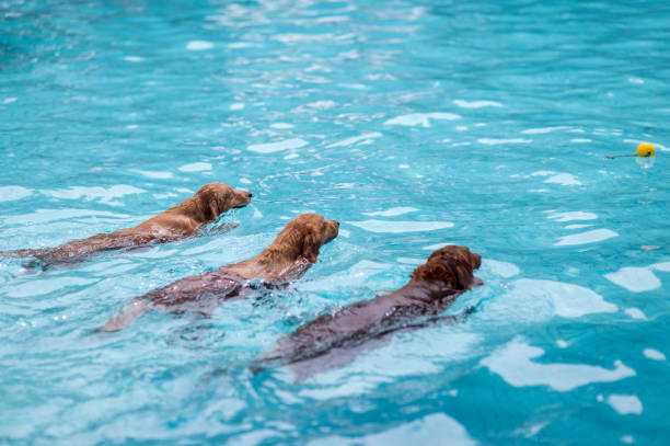 istock Three Golden Retrievers swimming in the pool 1165536446