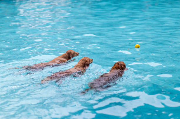 istock Three Golden Retrievers swimming in the pool 1165536448