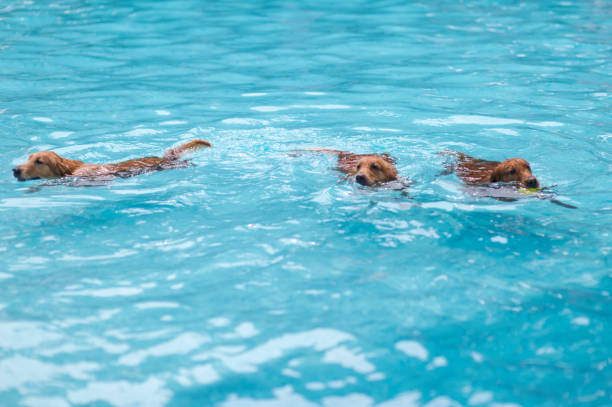istock Three Golden Retrievers swimming in the pool 1165536451