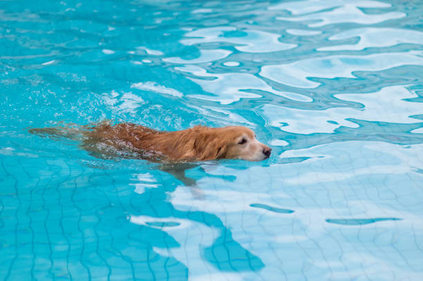 istock Golden Retriever swimming in the pool 1165536455
