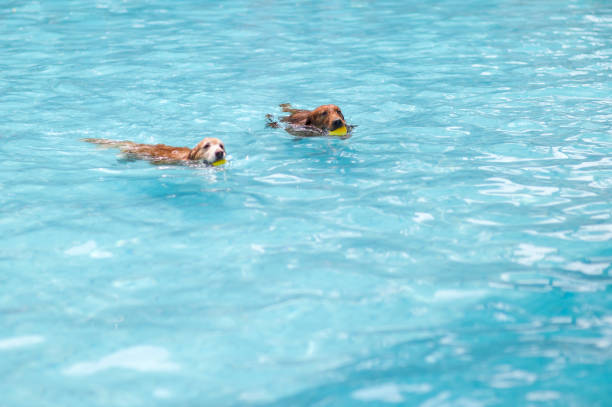 istock Golden Retriever swimming in the pool 1165536457