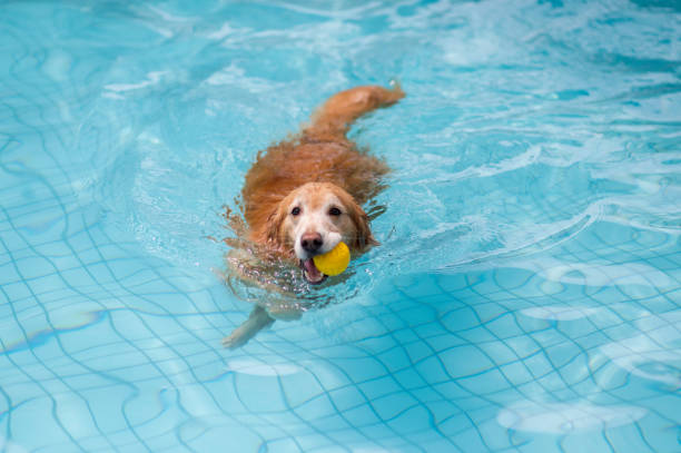 istock Golden Retriever swimming in the pool 1165536458