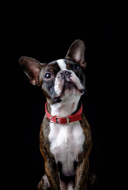 Portrait boston terrier pure breed black background closeup