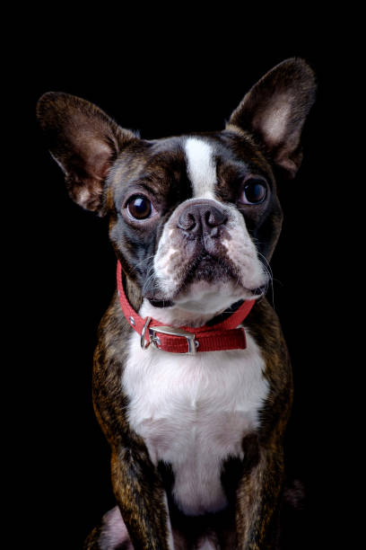 istock Portrait boston terrier pure breed black background closeup 1165536745
