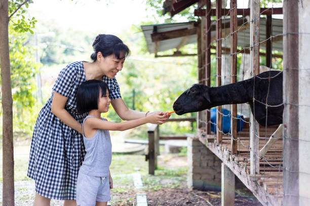 Asian Little Chinese Girl and mother feeding a goat with Carrot Asian Little Chinese Girl and mother feeding a goat with Carrot in the Outdoor Farm sheep shed stock pictures, royalty-free photos & images