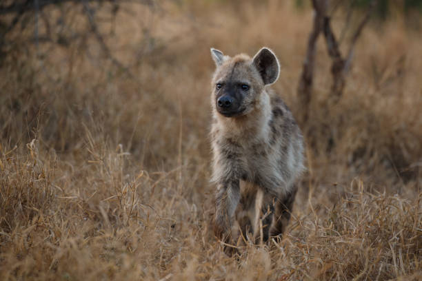 istock Spotted hyena in early morning light 1165538566