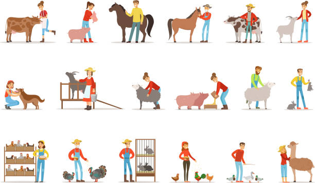 Breeding Animals Farmland Farm Profession Worker People Breeding Livestock  Set Of Colorful Cartoon Detailed Vector Illustrations Stock Illustration -  Download Image Now - iStock