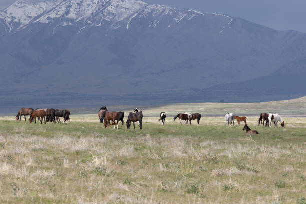 istock Wild Horses in the Utah Desert 1165539631