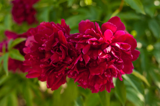 istock Red peonies in the garden. Blooming red peony. 1165539881
