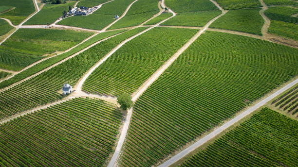 istock Vineyards at Rheingau- Eltville, Germany 1165540644