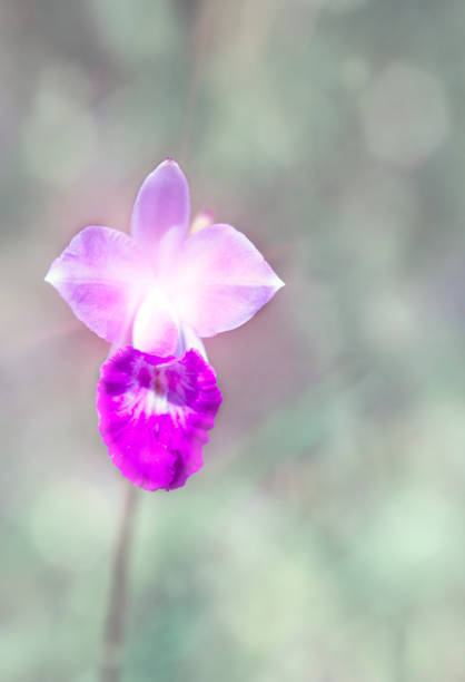 istock Branch of blooming Pink orchid 1165540843