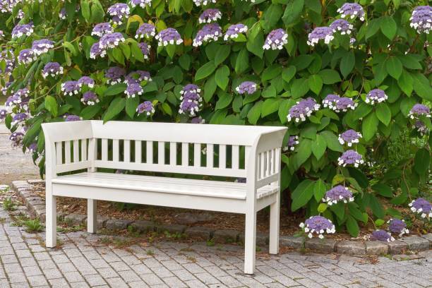 istock White wooden bench and hydrangea flowers. 1165540994