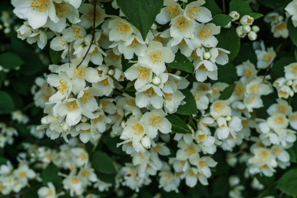istock Jasmine bush sprinkled with white flowers in the garden . 1165541105