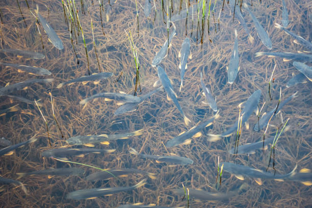 istock Fish swimming in the water 1165542010