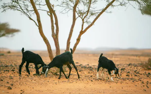 Photo of Goats under a thorn tree in the Nubian desert, near the abandoned pyramids of Meroe, an ancient city and necropolis on the east bank of the Nile River, in northern Sudan.