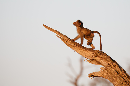 Small chacma baboon walking on a tree trunk in early morning sun