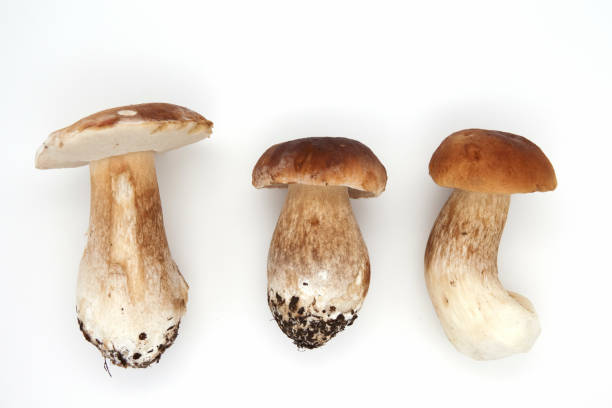 istock Boletus edulis king bolete isolated on white background. Close up. 1165545796