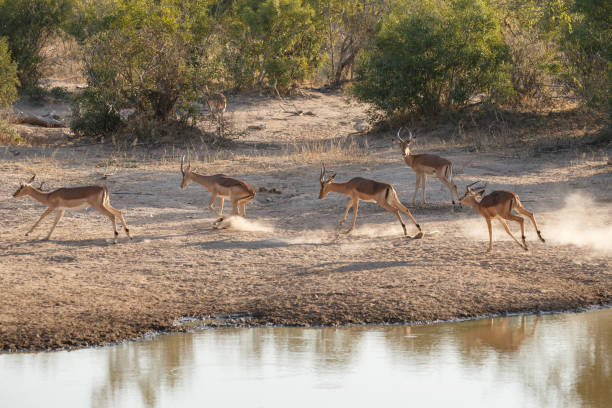 遊び心のあるインパラ - limpopo province ストックフォトと画像