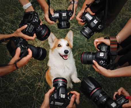 Welsh Corgi Pembroke dog posing for many cameras