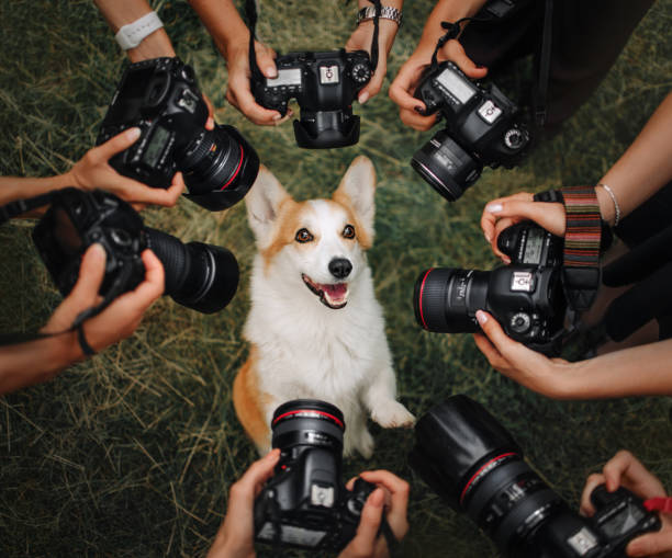 Welsh Corgi Pembroke dog posing for cameras stock photo