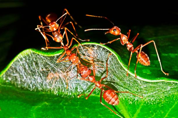 istock Ants in the nest. 1165547279