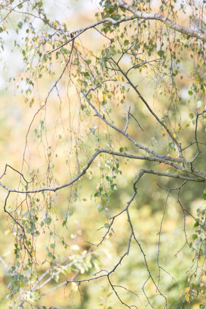 istock Trees in autumn detail 1165547313