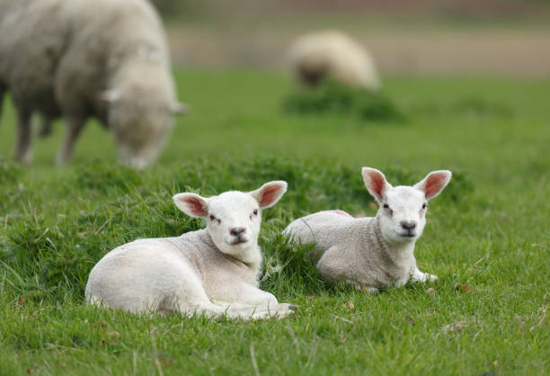 corderos en un campo - livestock rural scene newborn animal ewe fotografías e imágenes de stock