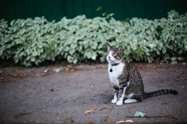 istock Cat in the an alley 1165548793