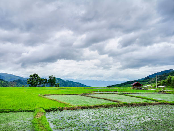 istock Beautiful Rice fields of green with mountain and fluffy clouds sky background 1165549478