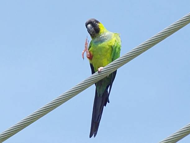 istock Nanday Parakeet (Aratinga nenday) perched on a telephone cable with foot up 1165549663