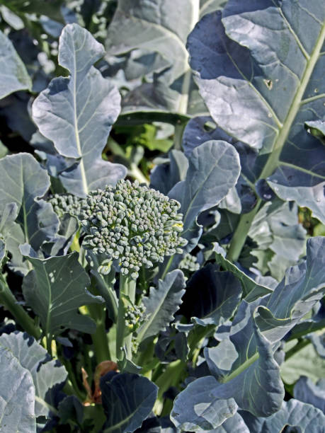 istock ripening broccoli in the garden 1165549915