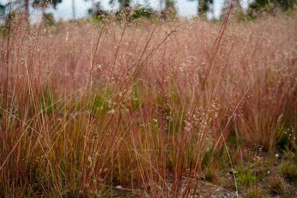 высокая красная трава в поле - grass tall timothy grass field стоковые фото и изображения