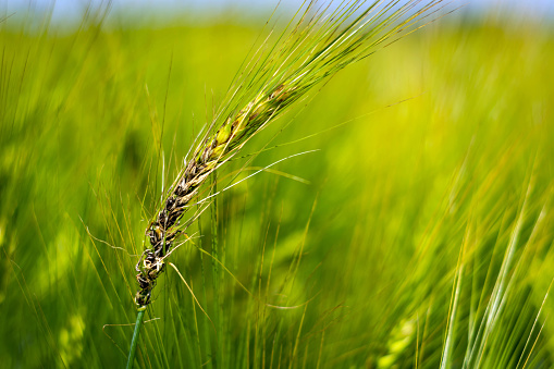 fungal diseases on the ear of brewing barley