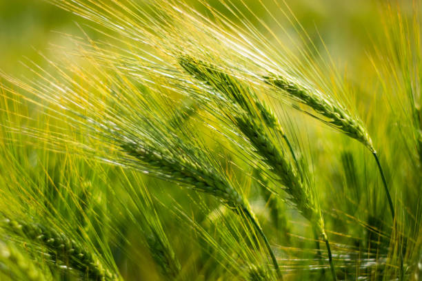 istock spikelets of green brewing barley in a field. 1165551008