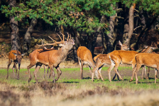 istock Male red deer cervus elaphus rutting and roaring 1165552001
