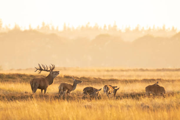 Herd of red deer cervus elaphus rutting and roaring during sunset stock photo