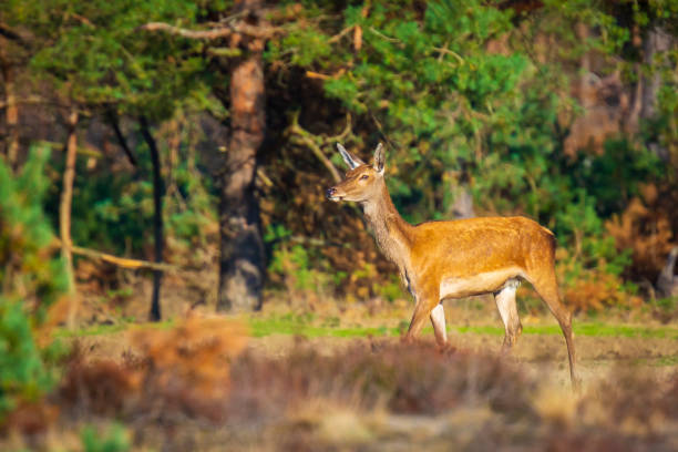 istock Female Red Deer doe or hind, Cervus elaphus 1165552012