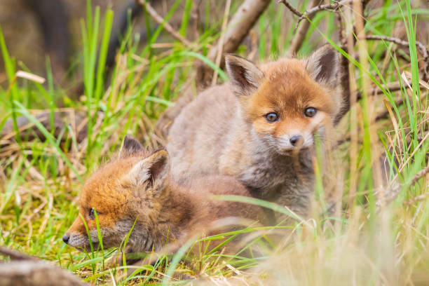 istock Wild baby red fox cub vulpes vulpes 1165552029