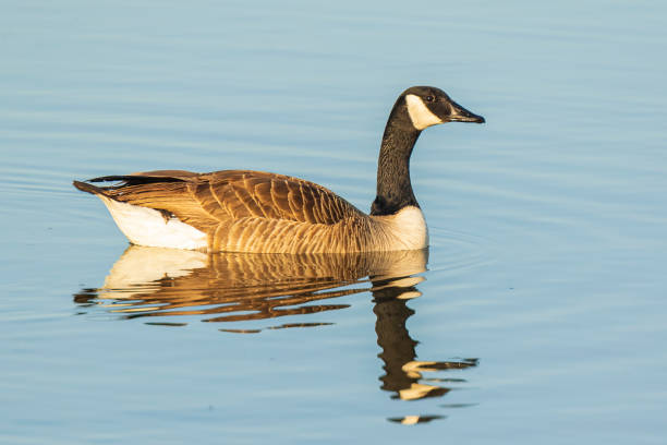 istock Canadian goose Branta canadensis on water 1165552038