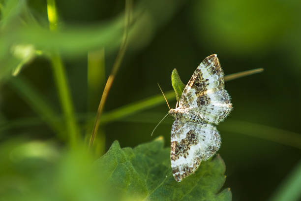 istock Common carpet or white-banded toothed carpet (Epirrhoe alternata) moth resting 1165552042