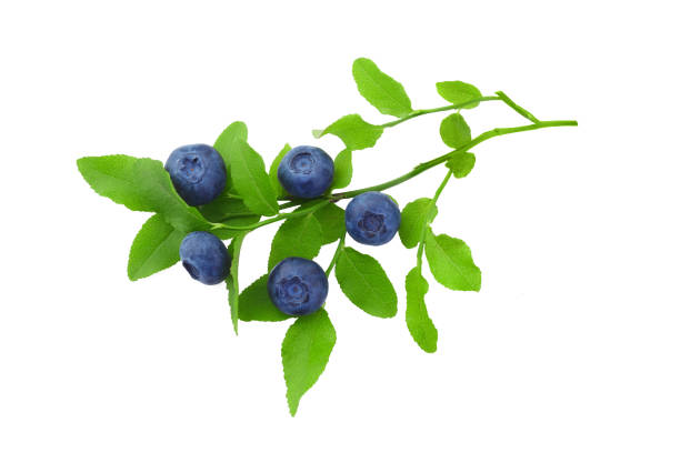 istock Frash blueberry branch isolated on white background 1165552106